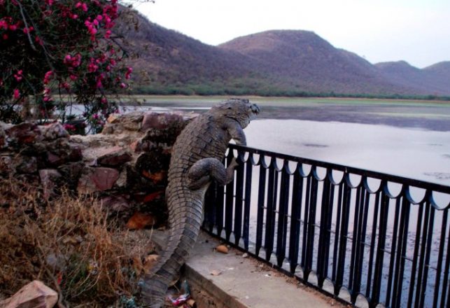 Beware of Cow-Eating Gators and Fence-Climbing Crocodiles