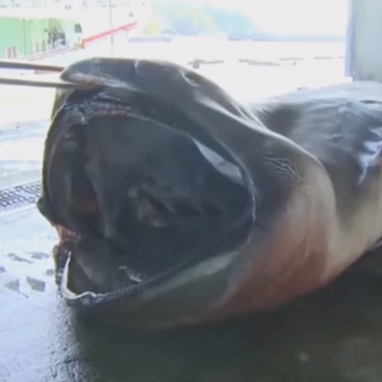 Rare Megamouth Shark Caught Off the Coast of Japan