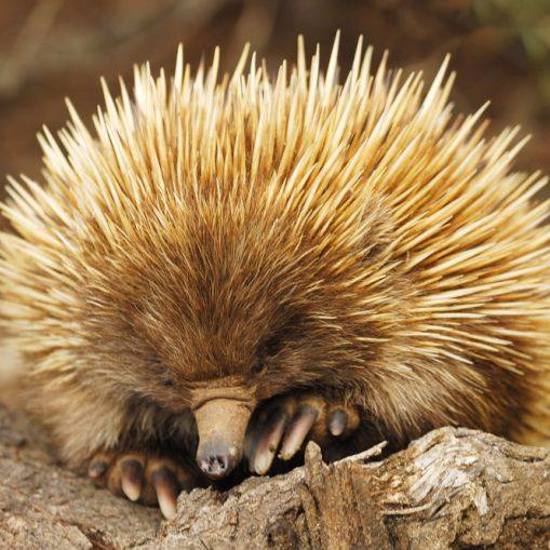 To Survive During and After a Fire, Act Like an Echidna