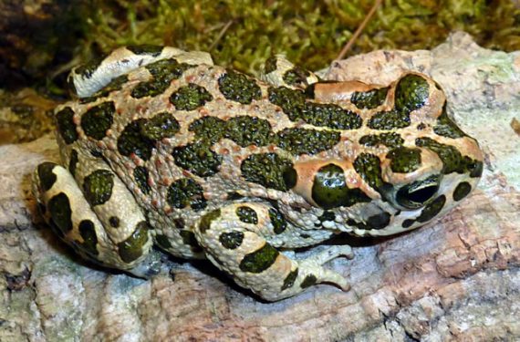 european green toad 570x375