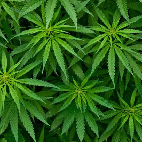 Research Finds Marijuana is a Painkiller Alternative