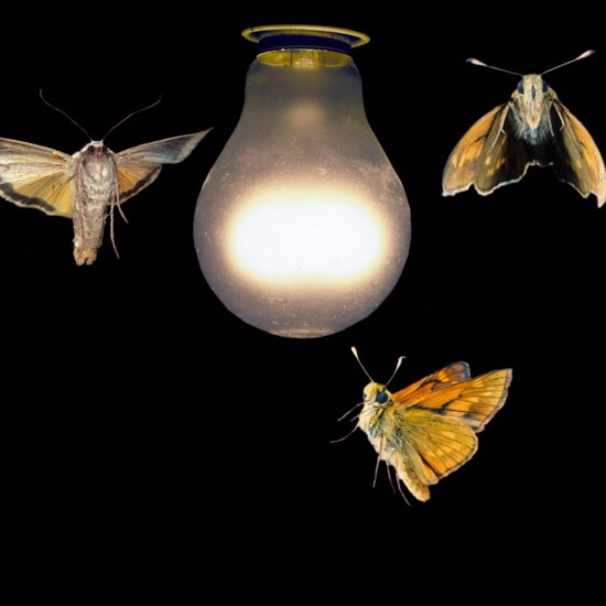 Porch Lights Have Altered the Evolution of Urban Moths