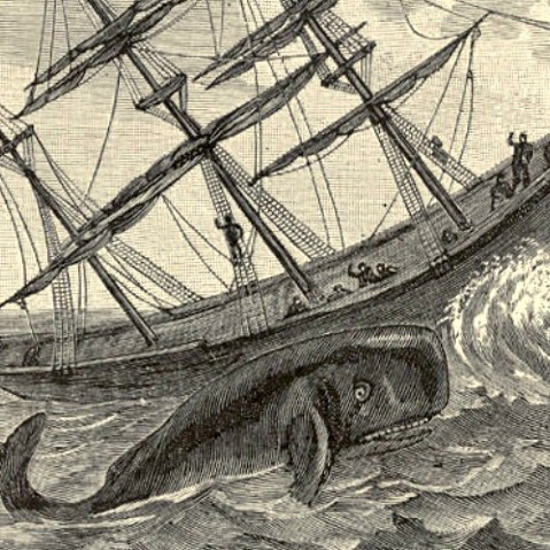 Engineers Prove Moby-Dick Was Built For Ramming Boats