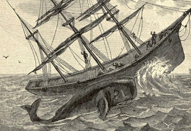Engineers Prove Moby-Dick Was Built For Ramming Boats