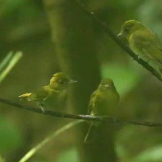 Bisexual Birds Live in Harmony With Straight Ones in Panama