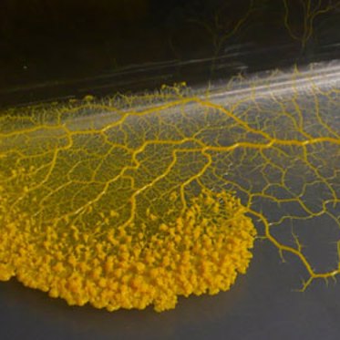 Brainless Slime Mold Found To Be Capable Of Learning