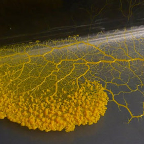 Brainless Slime Mold Found To Be Capable Of Learning