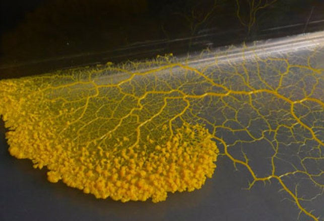 Brainless Slime Mold Found To Be Capable Of Learning