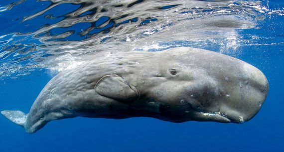 sperm whale 570x305