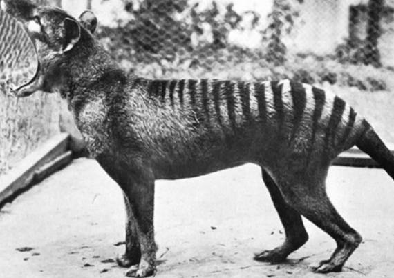 thylacine 570x403