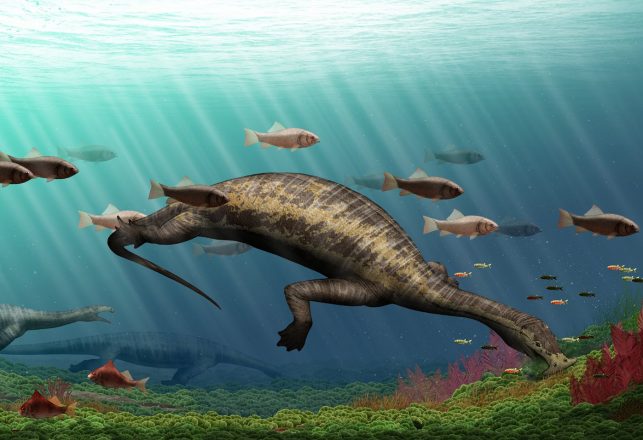Bizarre Hammerhead Reptile is Earliest Marine Herbivore