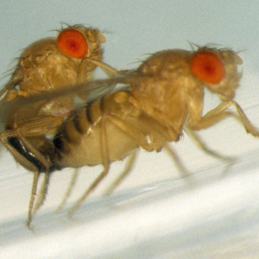 Why Tiny Fruit Flies Have Six Centimeter-Long Sperm