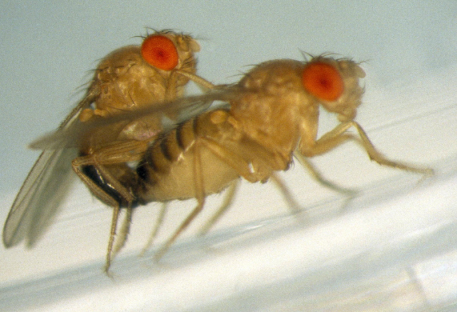 Why Tiny Fruit Flies Have Six Centimeter-Long Sperm
