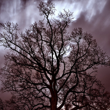 Trees Rest Their Branches When They ‘Sleep’