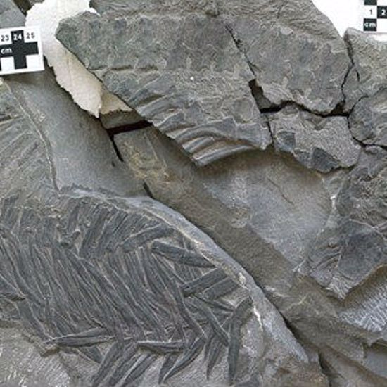 Sea-Dwelling Reptile Fossil Changes Mass Extinction Theories