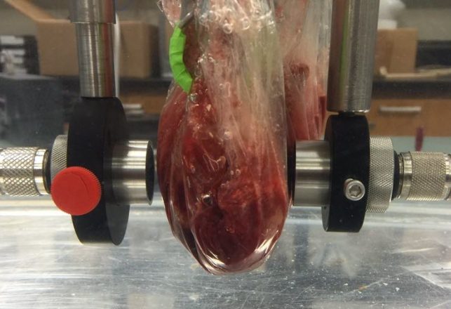 The Next Wireless Data Medium Could Be Meat