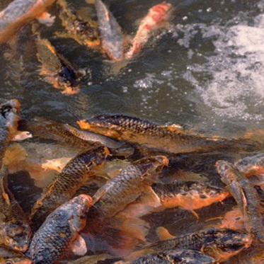 Australia to Control Carp Population Using Herpes Virus