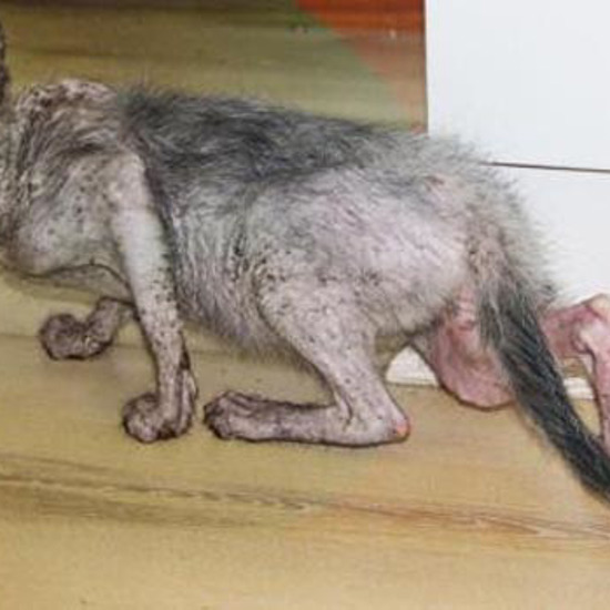 Extremely Rare Werewolf Cat Captured in South Africa
