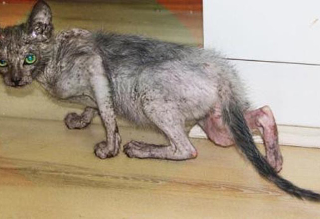Extremely Rare Werewolf Cat Captured in South Africa