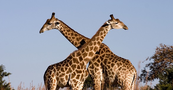 Giraffe Ithala KZN South Africa Luca Galuzzi 2004