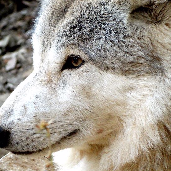 New Woolly Wolf Species Discovered In Nepal