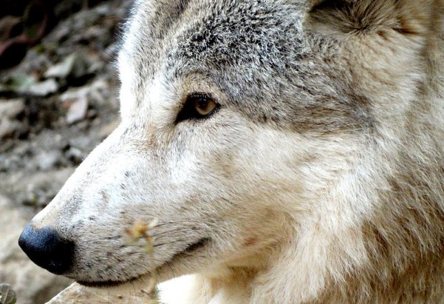 New Woolly Wolf Species Discovered In Nepal