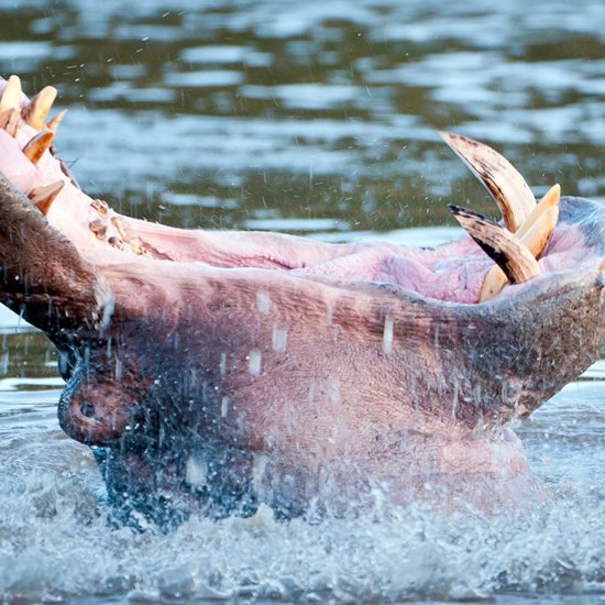 Killer Hippos Are Feeding on Senegal’s Fishermen