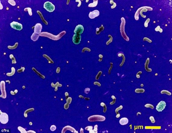 Pelagibacterales 2 570x441