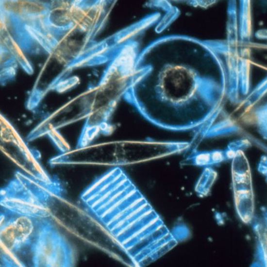 The Bacteria That Controls Planet Earth