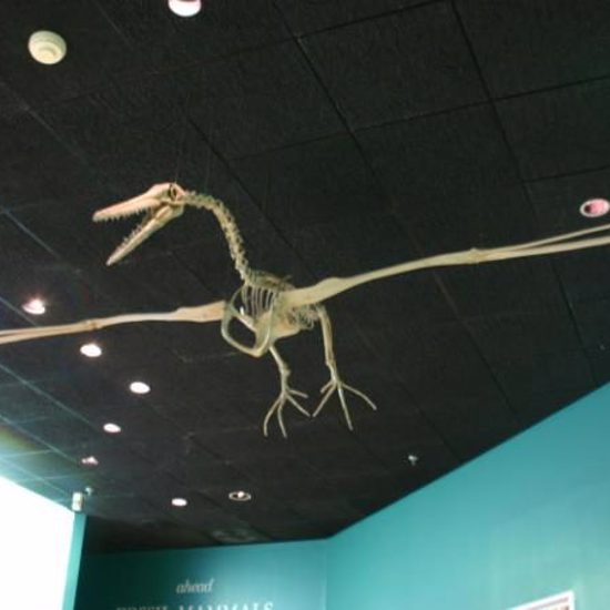 Fossils of Bird With Record Wingspan Found in Antarctica