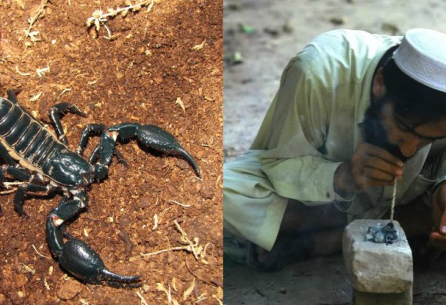 Smoking Scorpion Corpses Is Getting People Very, Very High