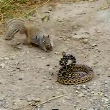 Rattlesnakes Adjust Venom For Different Types of Squirrels