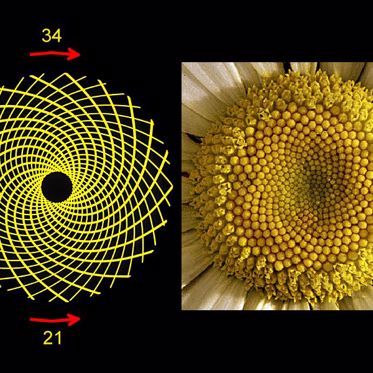 Sunflower Patterns Reveal Fibonacci “Super Sequences”