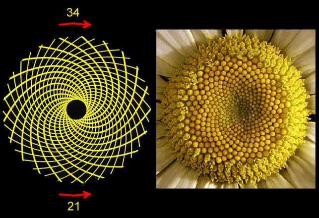 Sunflower Patterns Reveal Fibonacci “Super Sequences”