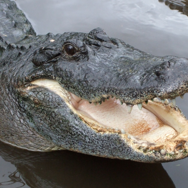 Say Hello to Goliath, The Newest ‘Monster’ of Myakka, Florida