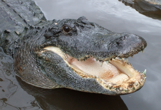 Say Hello to Goliath, The Newest ‘Monster’ of Myakka, Florida