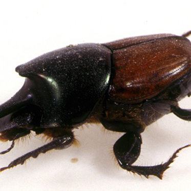 Dung Beetles Use the Stars to Find Good Dining Spots