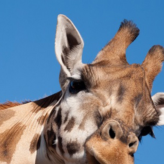 Giraffe Genome Project May Help Save Giraffes