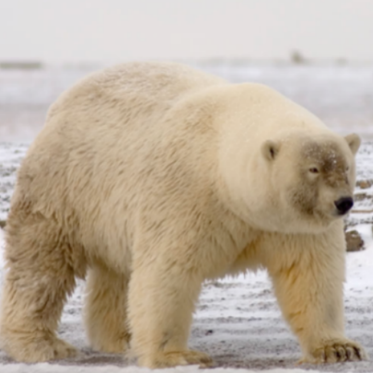 Hybrid “Grolar” Bears Growing In Numbers