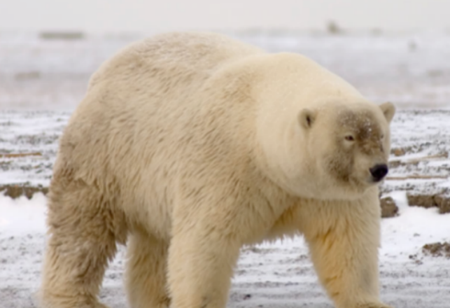 Hybrid “Grolar” Bears Growing In Numbers