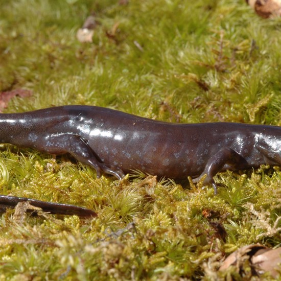 Female Self-Cloning Super-Salamanders No Longer Need Males