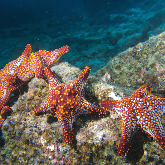 Starfish Make a Big Comeback After a Mysterious Die-Off