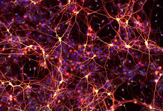 New Drug Treatment Turns Skin Cells into Brain Cells