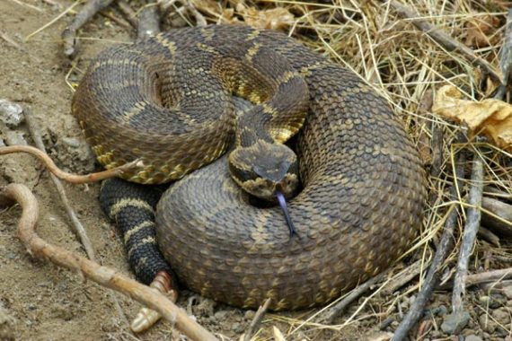 northern pacific rattlesnake 570x380