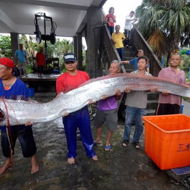 Underwater Volcano Throws Two Giant Oarfish Onto Land