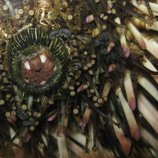 Sea Urchin Teeth and Gecko Feet Inspire New Technology