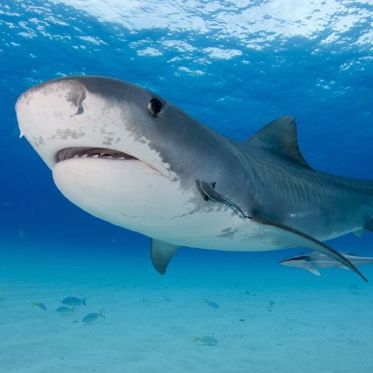 Shark Jelly Spreads Protons as Well as Synthetic Polymers Do