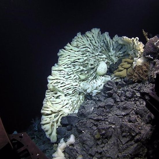Giant Sea Sponges and Monster Squids Are Getting Bigger