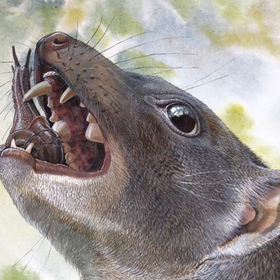 Bizarre Ancient Snail-Eating Marsupial Discovered