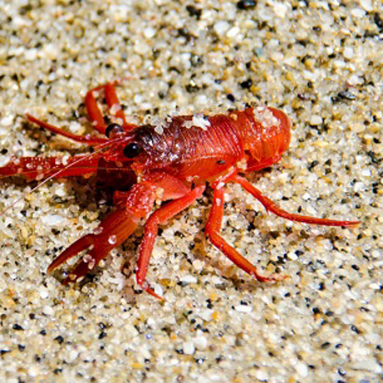 Red Crab Invasion on California Beaches